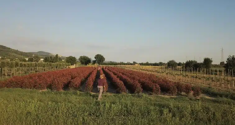 foto4
