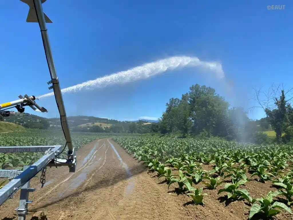 Sistema di irrigazione meccanica che distribuisce acqua su un campo di piante di tabacco.