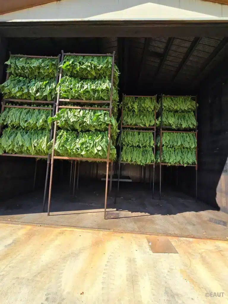 5.raccolta tabacco.png