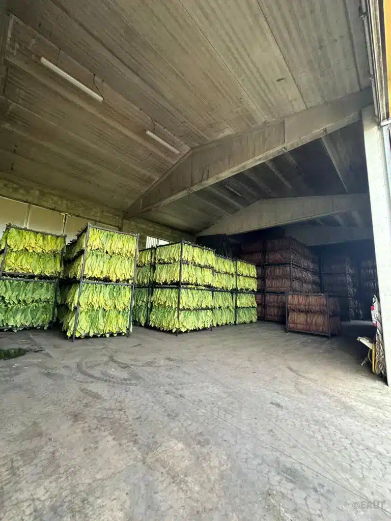 6.raccolta tabacco.jpeg