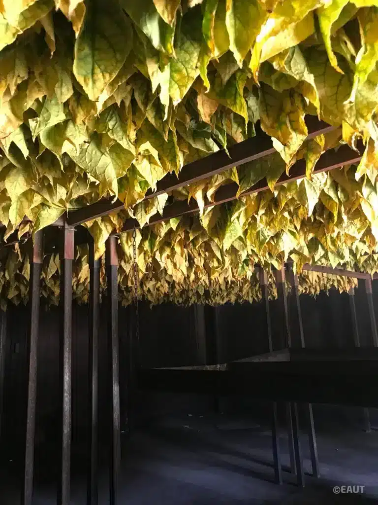 7.seccatura tabacco.jpeg