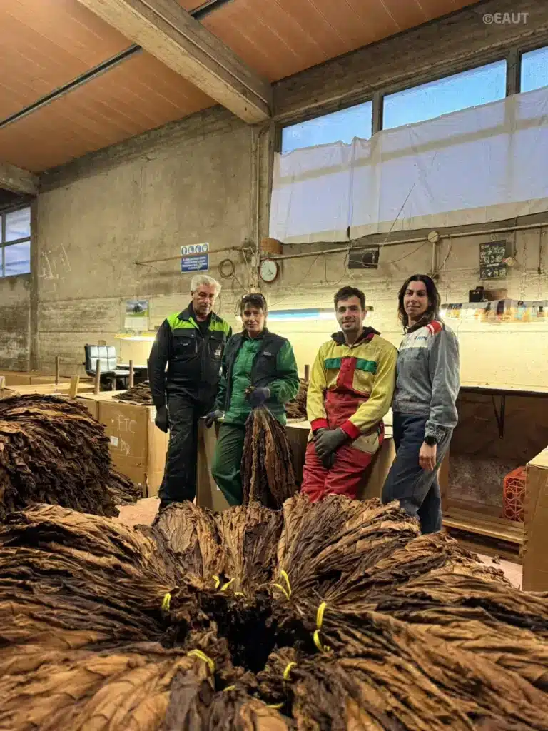 8. selezione tabacco.jpeg